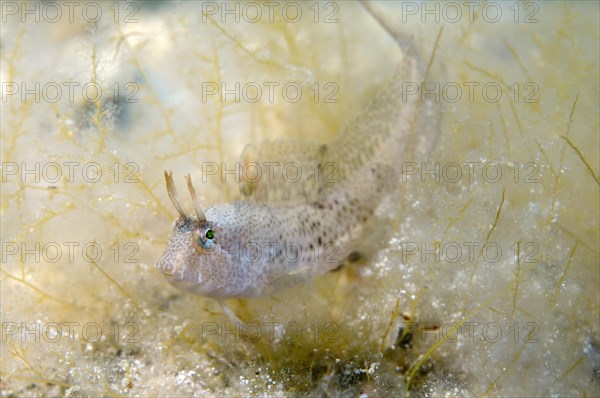 Tentacled blenny (Parablennius tentacularis)