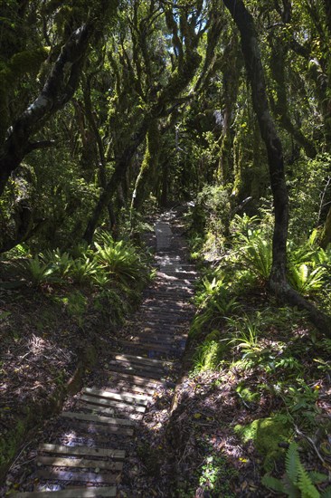 Hiking trail in the jungle