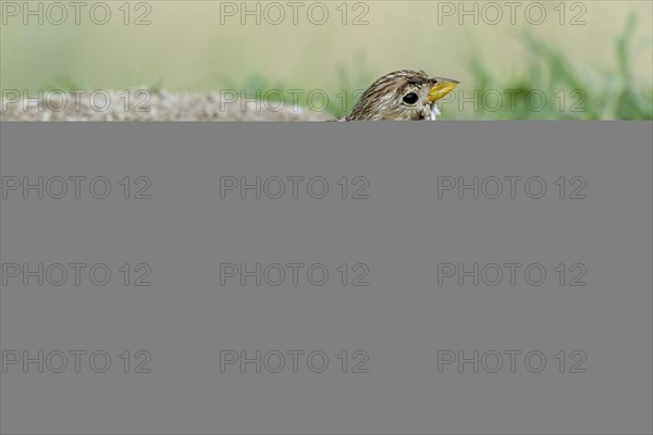 Corn Bunting (Emberiza calandra) beside a pond