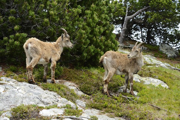 Two Alpine Ibexes (Capra ibex) during change of coat