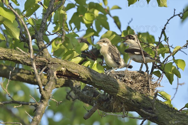 Lesser Grey Shrike (Lanius minor)