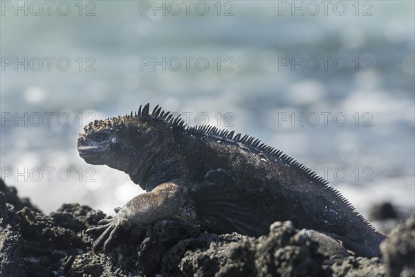 Marine Iguana (Amblyrhynchus cristatus)