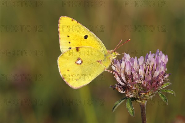 Pale Clouded Yellow (Colias hyale)