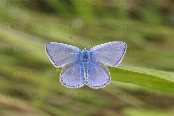Common Blue (Polyommatus icarus) perched on a blade of grass