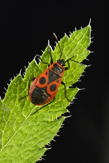 Common Firebug (Pyrrhocoris apterus)