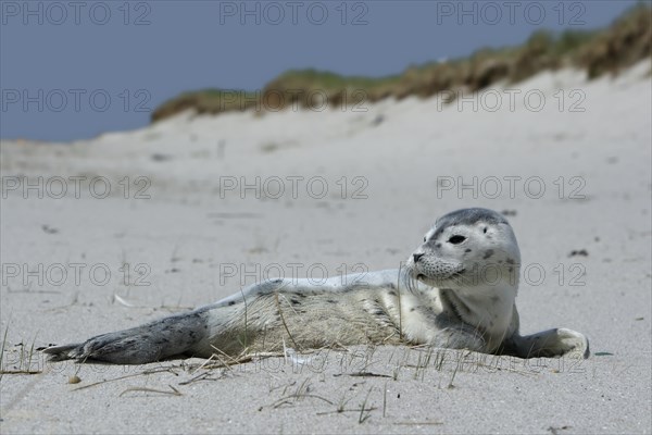 Harbour Seal (Phoca vitulina)