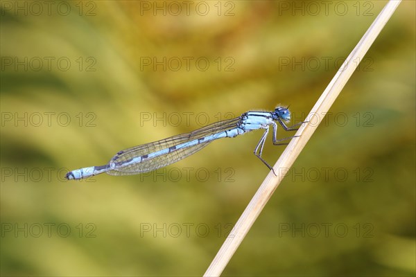 Common Blue Damselfly (Enallagma cyathigera)