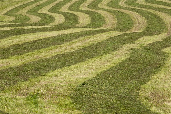 Hayfield raked in geometric patterns