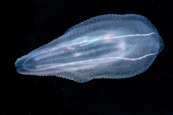 Warty Comb Jelly or Sea Walnut (Mnemiopsis leidyi)