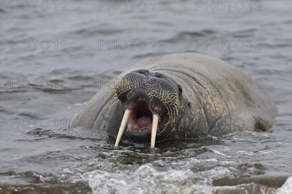Walrus (Odobenus rosmarus) with its mouth open