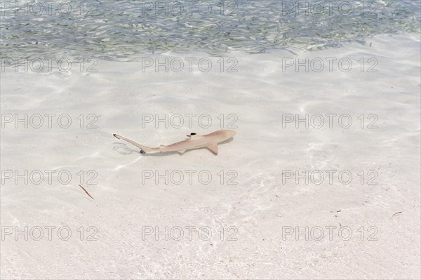 Blacktip Reef Shark (Carcharhinus melanopterus) in shallow water