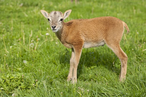 European Mouflon (Ovis ammon Musimon)