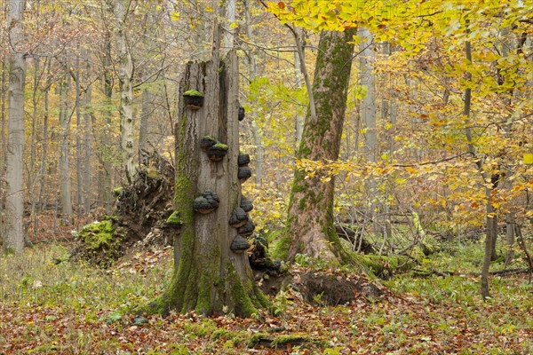 Dead European Beech or Common Beech (Fagus sylvatica) with Tinder Fungus