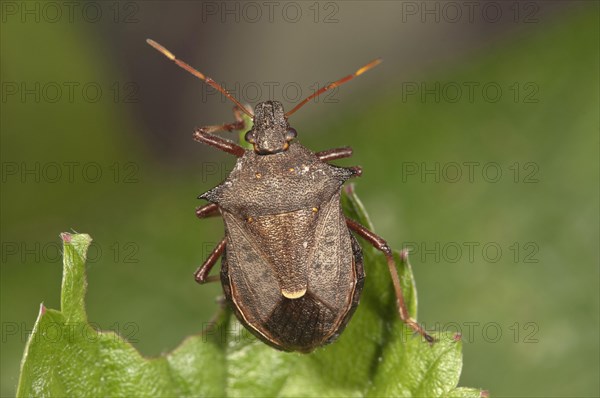 Shield Bug species (Picromerus bidens)