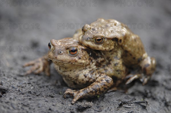 Common Toad or European Toad (Bufo bufo)