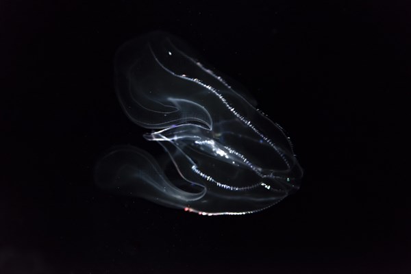 Deep sea jellyfish with bioluminescence