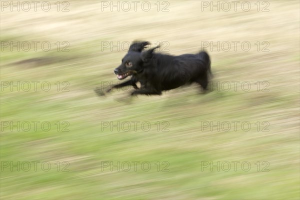 Small black dog running through a meadow