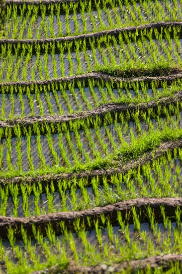 Rice fields