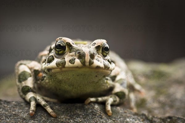 European Green Toad (Bufo viridis)