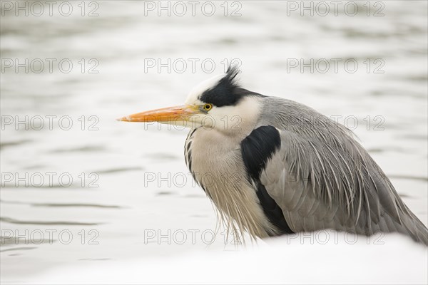 Grey Heron (Ardea cinerea)