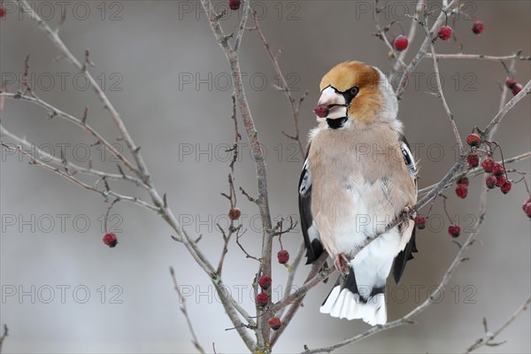 Hawfinch (Coccothraustes coccothraustes) with fruit of the vibrunum bush (Viburnum sp.) in its beak