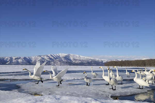 Group of Whooper Swans (Cygnus cygnus)