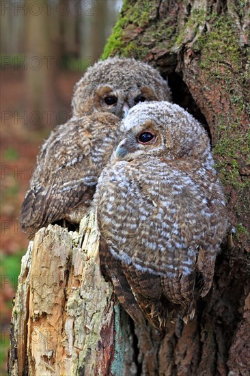 Young Tawny Owls or Brown Owls (Strix aluco) perched in front of a tree hollow
