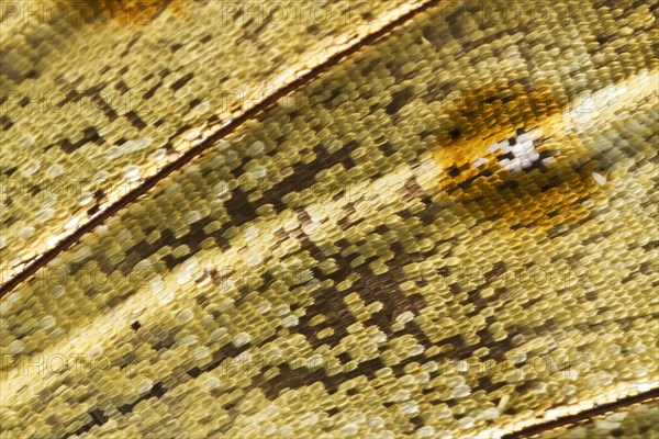 Scales of a butterfly's wing of the Meander Prepona (Archaeoprepona meander)