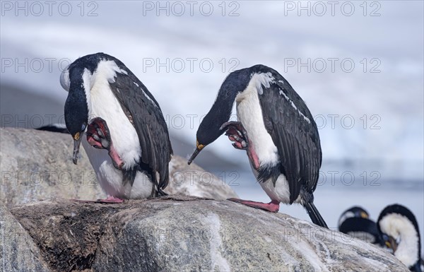 Imperial Shags or Antarctic Cormorants (Phalacrocorax atriceps)