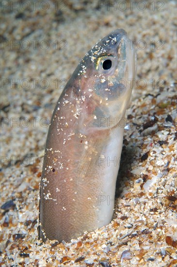 Roche's snake blenny (Ophidion rochei)