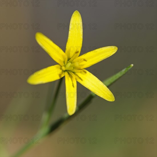 Yellow Star-of-Bethlehem (Gagea lutea)