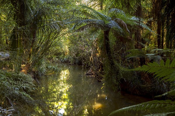 Jungle with Silver Ferns (Cyathea dealbata)