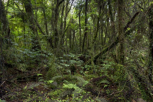 New Zealand jungle with Silver Ferns (Cyathea dealbata)