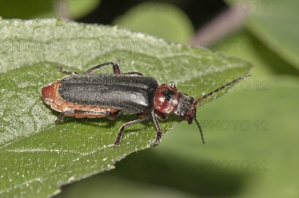 Soldier Beetle (Cantharis fusca)