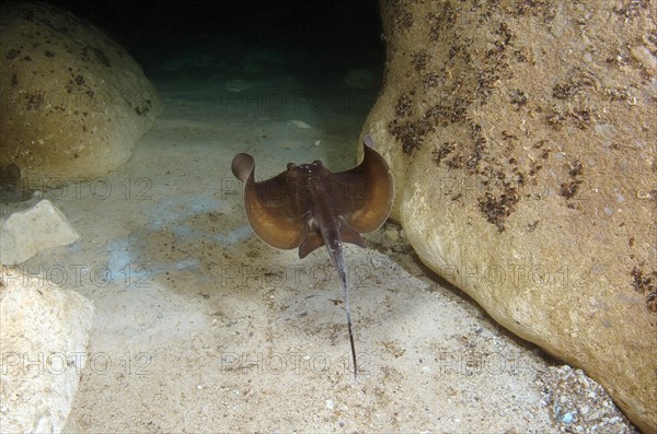 Common Stingray (Dasyatis pastinaca)