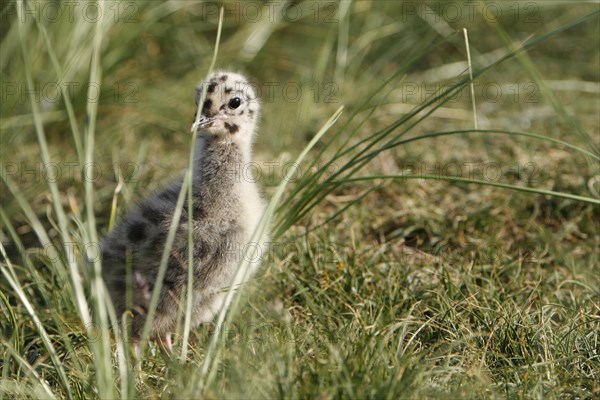 Common Gull or Mew Gull (Larus canus)