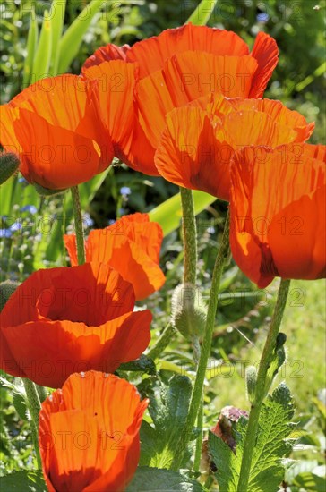 Oriental Poppy (Papaver orientale)