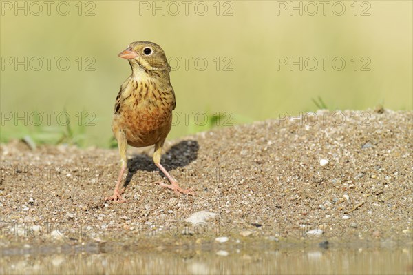 Ortolan Bunting (Emberiza hortulana)