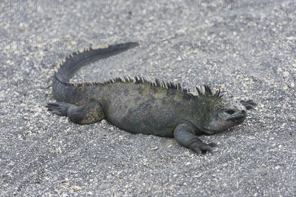 Marine Iguana (Amblyrhynchus cristatus)