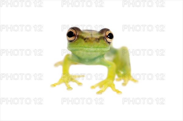Young Orinoco Lime Tree Frog (Sphaenorhynchus lacteus)
