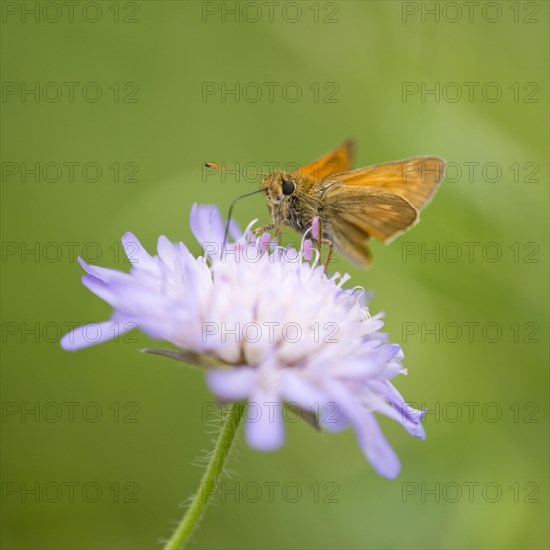 Large Skipper Butterfly (Ochlodes sylvanus