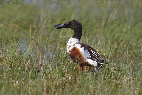 Northern Shoveler (Anas clypeata)