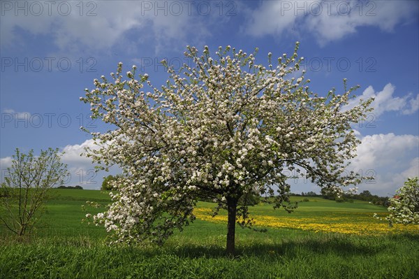 Blossoming Apple Tree (Malus domesticus) on a meadow