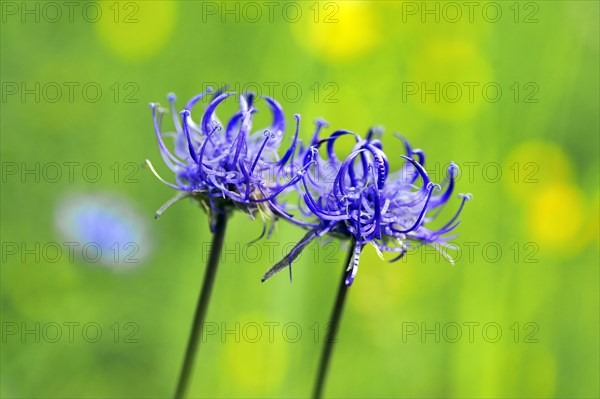 Round-headed Rampion or Pride of Sussex (Phyteuma orbiculare)