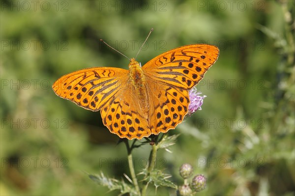 Silver-washed Fritillary (Argynnis paphia)