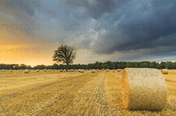 Straw harvest