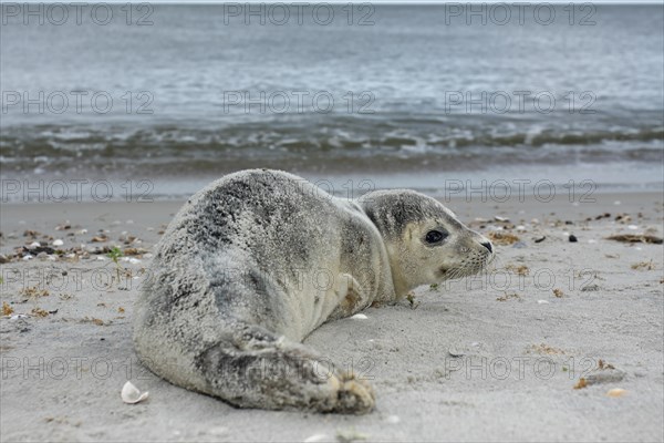 Harbour Seal (Phoca vitulina)