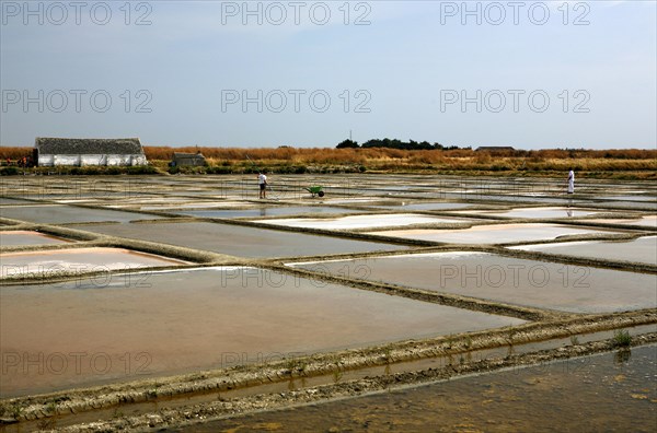 Salt farm