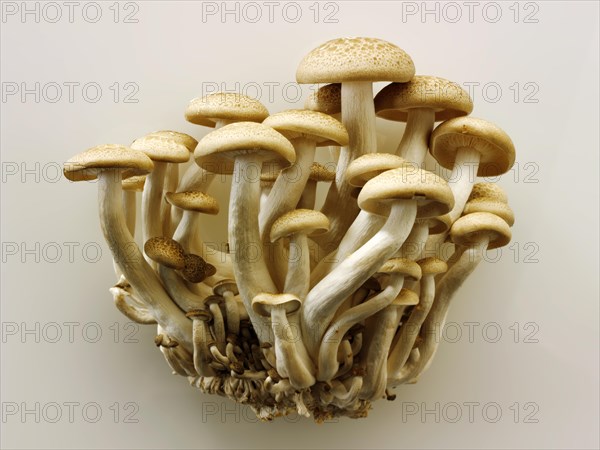 Organic Hon-Shimeji mushrooms (Lyophyllum shimeji)