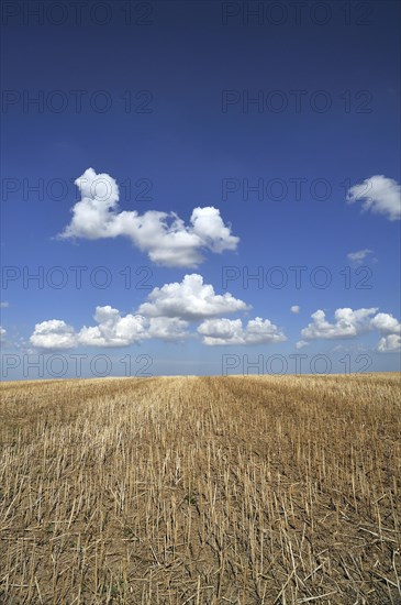 Harvested field of canola (Brassica napus) with cloudy sky